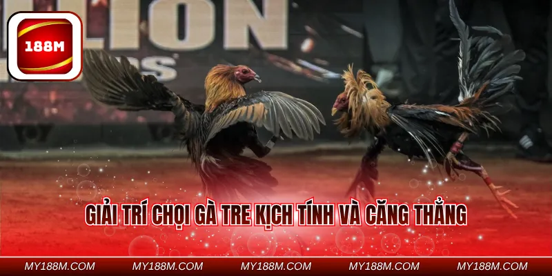 Giải trí chọi gà tre kịch tính và căng thẳng