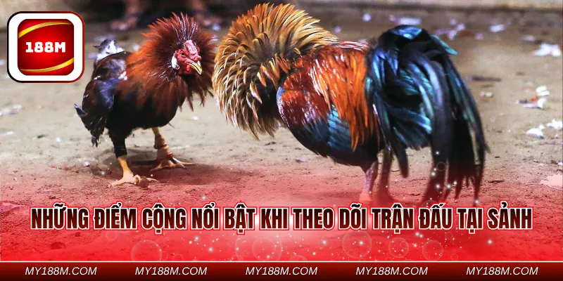 Những điểm cộng nổi bật khi theo dõi trận đấu tại sảnh