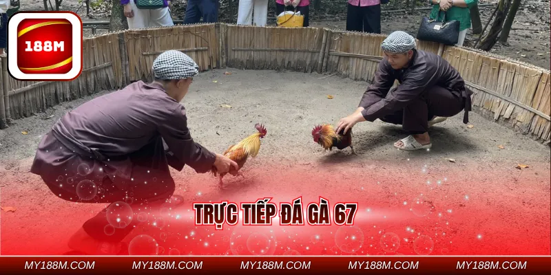 trực tiếp đá gà 67
