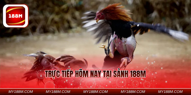 Trực Tiếp Hôm Nay Tại Sảnh 188M